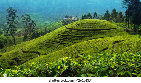 Lush tea haven for sale