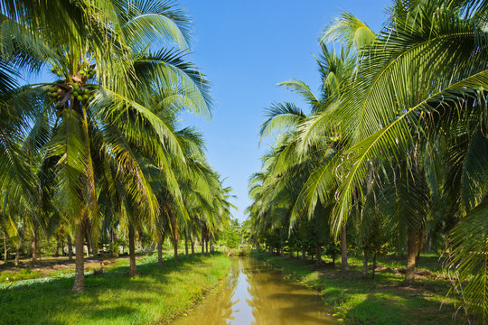 Grab Your Spot in Our Coconut Land Sale 6M Per Acre.