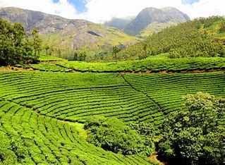 Tea Estate